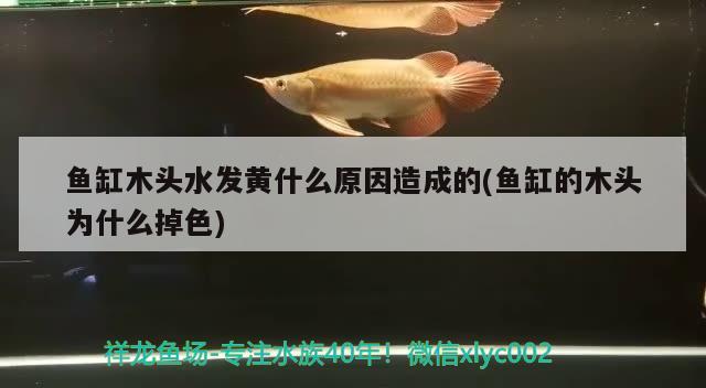 魚缸木頭水發(fā)黃什么原因造成的(魚缸的木頭為什么掉色)