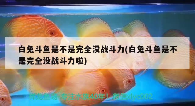 白兔斗魚(yú)是不是完全沒(méi)戰(zhàn)斗力(白兔斗魚(yú)是不是完全沒(méi)戰(zhàn)斗力啦) 觀賞魚(yú)