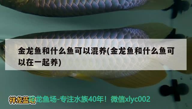 金龍魚和什么魚可以混養(yǎng)(金龍魚和什么魚可以在一起養(yǎng)) 觀賞魚