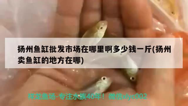 揚(yáng)州魚缸批發(fā)市場(chǎng)在哪里啊多少錢一斤(揚(yáng)州賣魚缸的地方在哪)