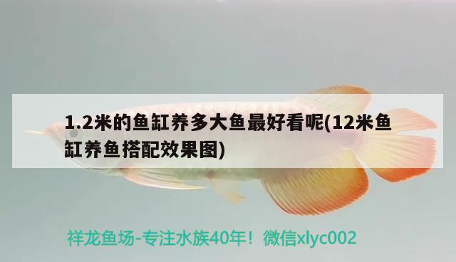 1.2米的魚缸養(yǎng)多大魚最好看呢(12米魚缸養(yǎng)魚搭配效果圖) 養(yǎng)魚知識