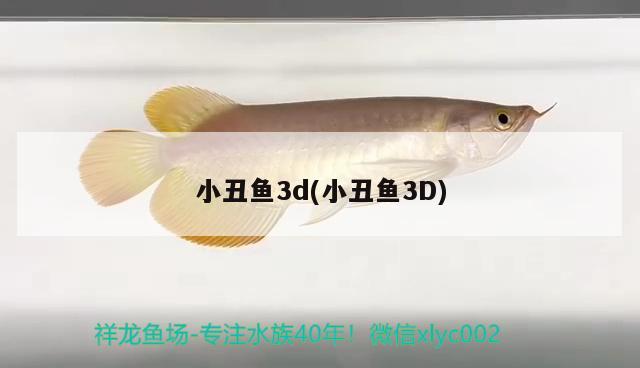 小丑魚3d(小丑魚3D) 海水魚