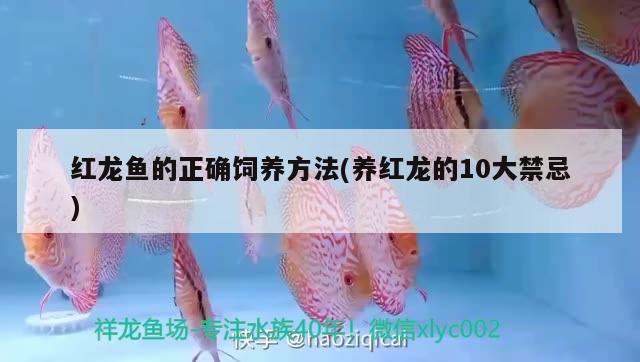 紅龍魚的正確飼養(yǎng)方法(養(yǎng)紅龍的10大禁忌) 觀賞魚