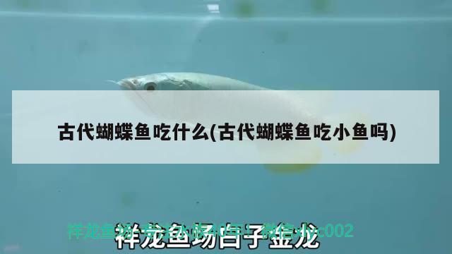 古代蝴蝶魚吃什么(古代蝴蝶魚吃小魚嗎) 蝴蝶鯉