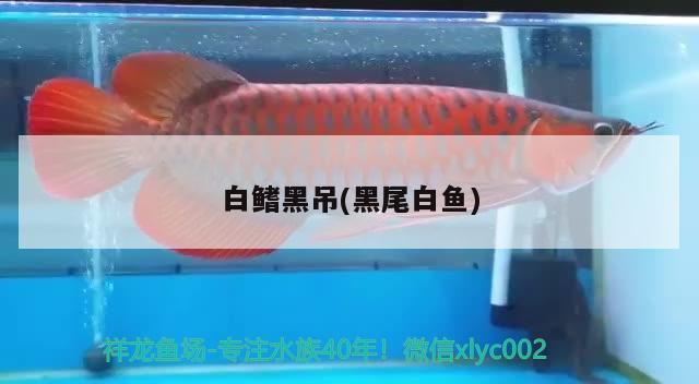 白鰭黑吊(黑尾白魚) 觀賞魚 第2張