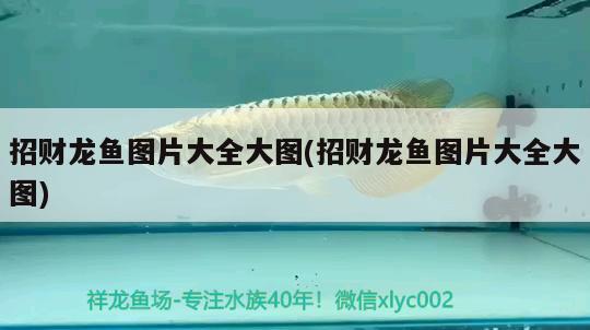 招財(cái)龍魚圖片大全大圖(招財(cái)龍魚圖片大全大圖)