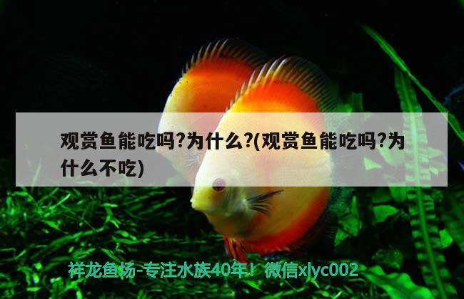 觀賞魚能吃嗎?為什么?(觀賞魚能吃嗎?為什么不吃) 觀賞魚