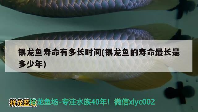 銀龍魚壽命有多長時間(銀龍魚的壽命最長是多少年)