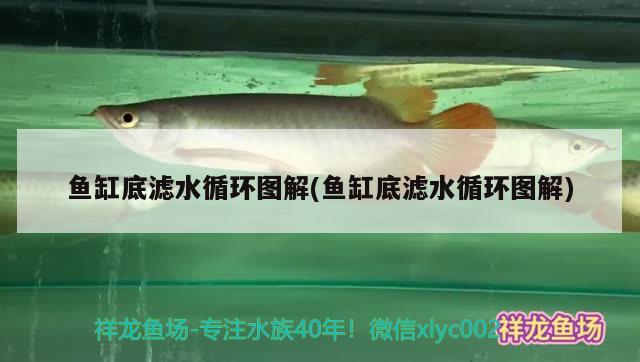 魚缸底濾水循環(huán)圖解(魚缸底濾水循環(huán)圖解)