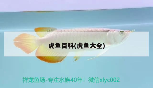 虎魚百科(虎魚大全) 虎魚百科