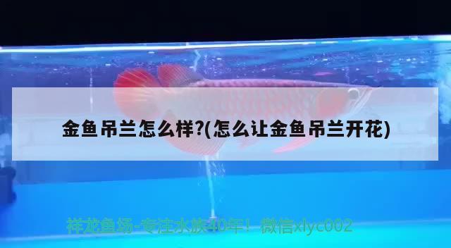 金魚吊蘭怎么樣?(怎么讓金魚吊蘭開花) 觀賞魚