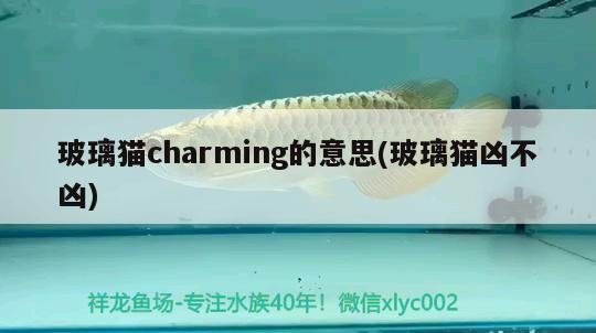 玻璃貓charming的意思(玻璃貓兇不兇)