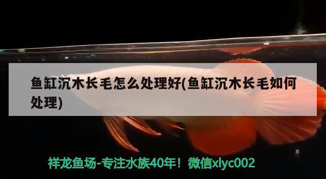 魚缸沉木長毛怎么處理好(魚缸沉木長毛如何處理) 月光鴨嘴魚苗