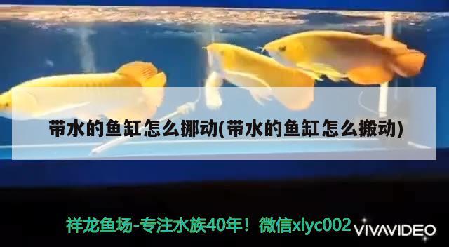 帶水的魚缸怎么挪動(dòng)(帶水的魚缸怎么搬動(dòng)) 水族雜談