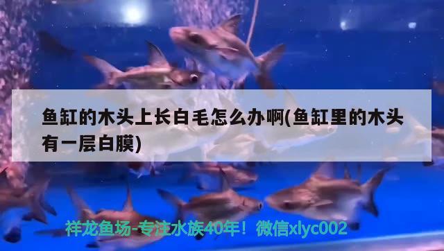 魚(yú)缸的木頭上長(zhǎng)白毛怎么辦啊(魚(yú)缸里的木頭有一層白膜)