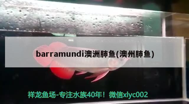 barramundi澳洲肺魚(澳州肺魚) 肺魚