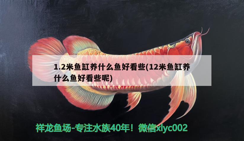 1.2米魚缸養(yǎng)什么魚好看些(12米魚缸養(yǎng)什么魚好看些呢)