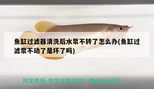 魚缸過濾器清洗后水泵不轉了怎么辦(魚缸過濾泵不動了是壞了嗎) 斑馬狗頭魚