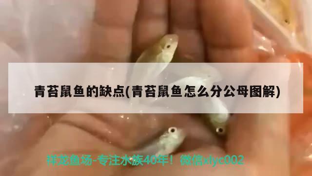 青苔鼠魚的缺點(diǎn)(青苔鼠魚怎么分公母圖解)