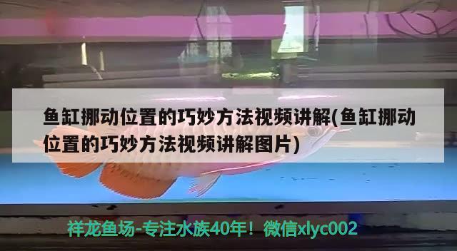 魚缸挪動位置的巧妙方法視頻講解(魚缸挪動位置的巧妙方法視頻講解圖片) 海象魚