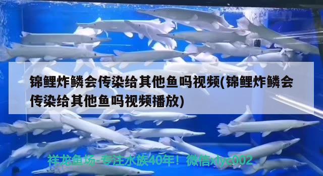 錦鯉炸鱗會傳染給其他魚嗎視頻(錦鯉炸鱗會傳染給其他魚嗎視頻播放)