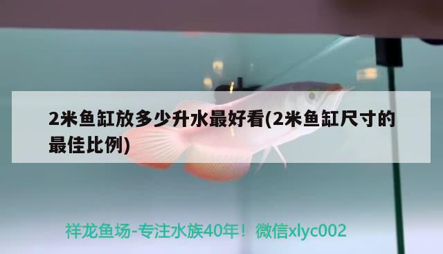 2米魚缸放多少升水最好看(2米魚缸尺寸的最佳比例) 黃金達摩魚