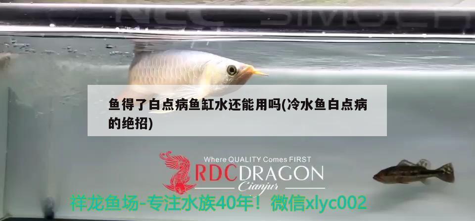 魚得了白點病魚缸水還能用嗎(冷水魚白點病的絕招) 觀賞魚