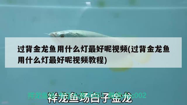 過(guò)背金龍魚(yú)用什么燈最好呢視頻(過(guò)背金龍魚(yú)用什么燈最好呢視頻教程)