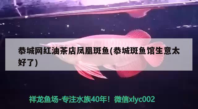 恭城網(wǎng)紅油茶店鳳凰斑魚(恭城斑魚館生意太好了)