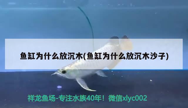 魚缸為什么放沉木(魚缸為什么放沉木沙子)