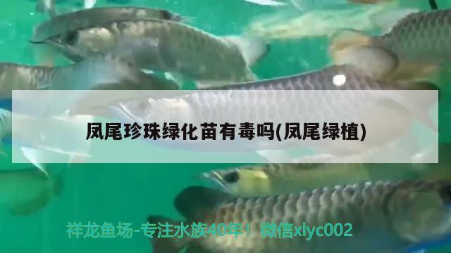 鳳尾珍珠綠化苗有毒嗎(鳳尾綠植) 觀賞魚