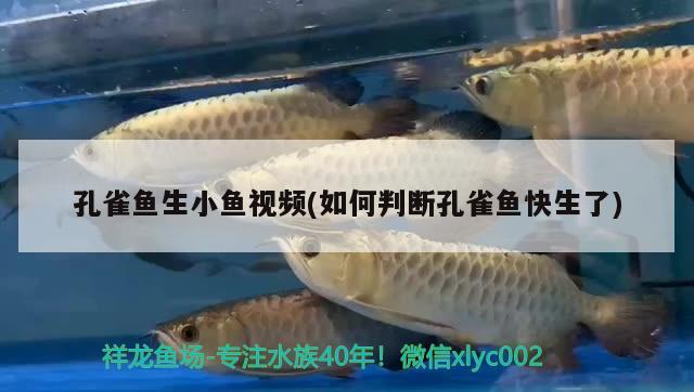 孔雀魚(yú)生小魚(yú)視頻(如何判斷孔雀魚(yú)快生了) 觀賞魚(yú)