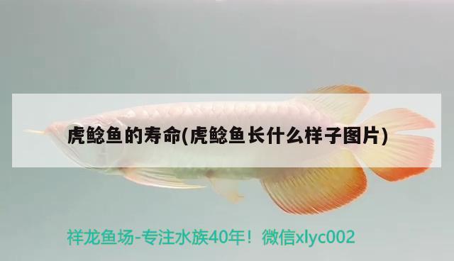 虎鯰魚的壽命(虎鯰魚長什么樣子圖片)