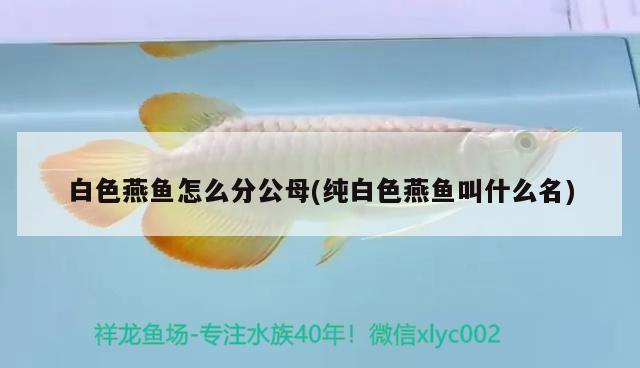 白色燕魚怎么分公母(純白色燕魚叫什么名)