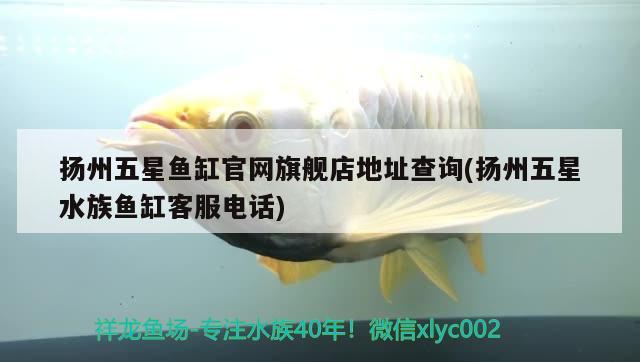 揚(yáng)州五星魚缸官網(wǎng)旗艦店地址查詢(揚(yáng)州五星水族魚缸客服電話)