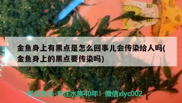 金魚身上有黑點是怎么回事兒會傳染給人嗎(金魚身上的黑點要傳染嗎) 觀賞魚