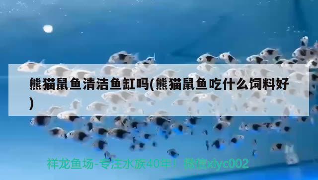 熊貓鼠魚清潔魚缸嗎(熊貓鼠魚吃什么飼料好)