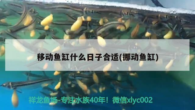 移動魚缸什么日子合適(挪動魚缸) 巴西亞魚