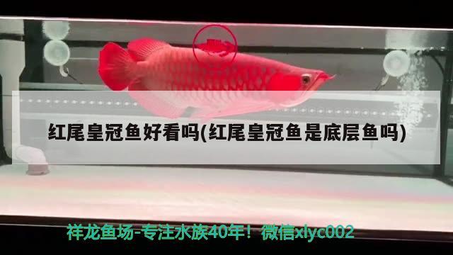 紅尾皇冠魚好看嗎(紅尾皇冠魚是底層魚嗎)