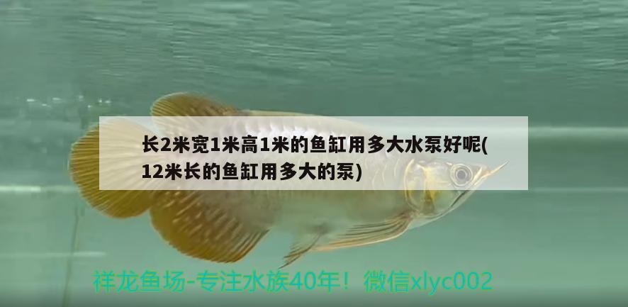 長2米寬1米高1米的魚缸用多大水泵好呢(12米長的魚缸用多大的泵)