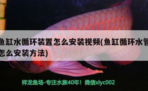 魚缸水循環(huán)裝置怎么安裝視頻(魚缸循環(huán)水管怎么安裝方法)