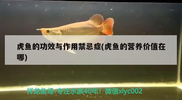 虎魚的功效與作用禁忌癥(虎魚的營(yíng)養(yǎng)價(jià)值在哪) 虎魚百科