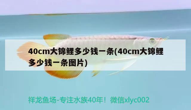 40cm大錦鯉多少錢一條(40cm大錦鯉多少錢一條圖片) 觀賞魚