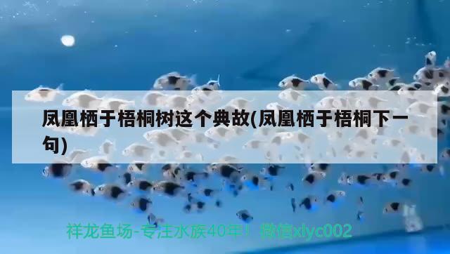 鳳凰棲于梧桐樹這個典故(鳳凰棲于梧桐下一句) 觀賞魚