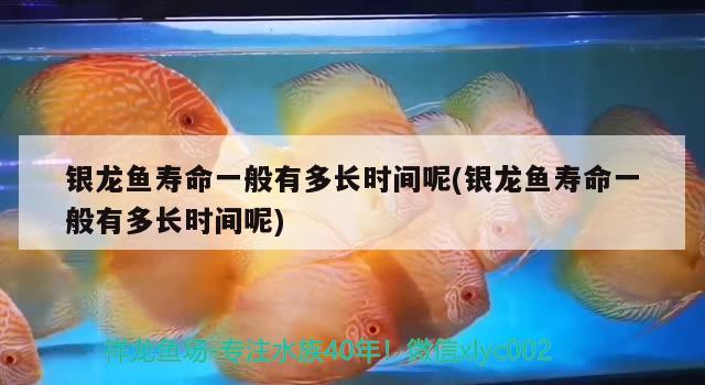 銀龍魚壽命一般有多長(zhǎng)時(shí)間呢(銀龍魚壽命一般有多長(zhǎng)時(shí)間呢) 銀龍魚百科