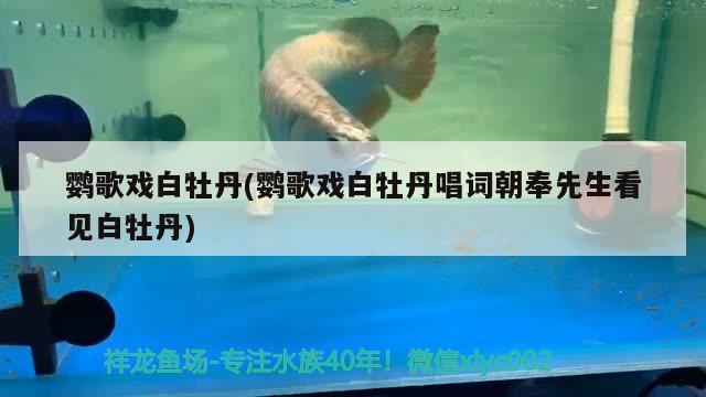 鸚歌戲白牡丹(鸚歌戲白牡丹唱詞朝奉先生看見白牡丹) 觀賞魚