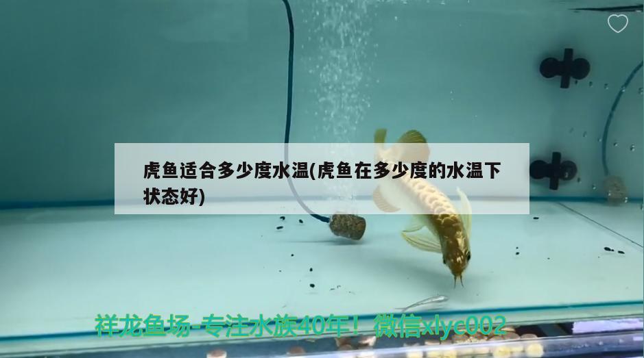 虎魚適合多少度水溫(虎魚在多少度的水溫下狀態(tài)好)