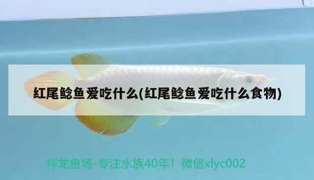 紅尾鯰魚愛吃什么(紅尾鯰魚愛吃什么食物)