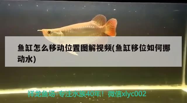 魚缸怎么移動位置圖解視頻(魚缸移位如何挪動水)