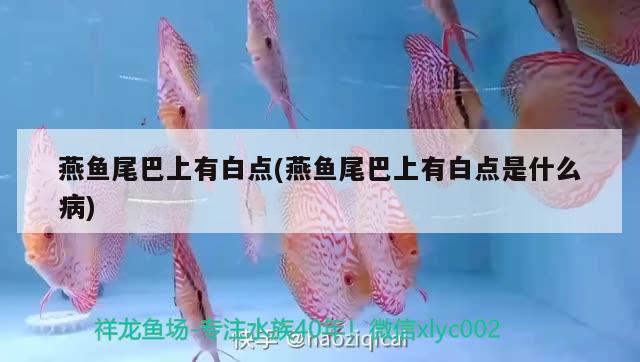 燕魚尾巴上有白點(燕魚尾巴上有白點是什么病) 觀賞魚